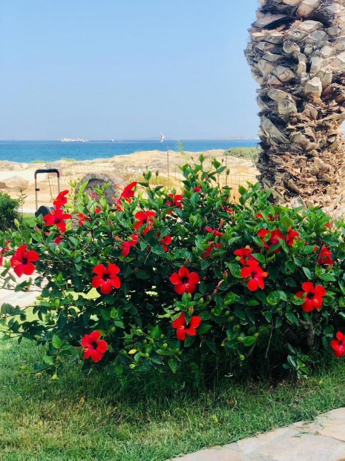 Oasis Studios Mikri Vigla Bagian luar foto